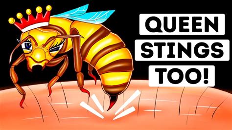 Can a queen bee sting?
