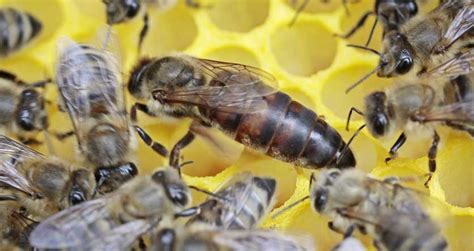 Can a queen bee survive alone?