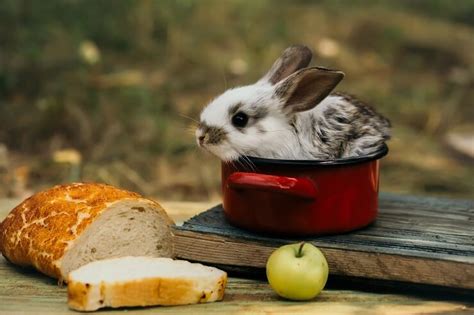Can a rabbit eat bread?