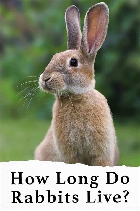 Can a rabbit live 40 years?
