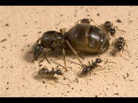 Can a regular ant turn into a queen?