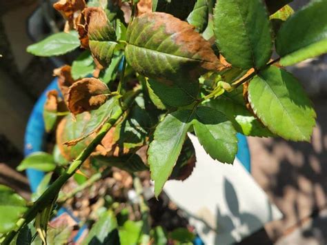 Can a rose bush recover from shock?