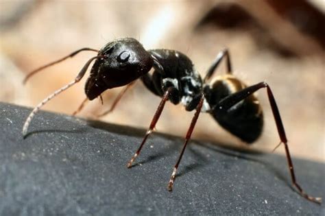 Can a single ant live?