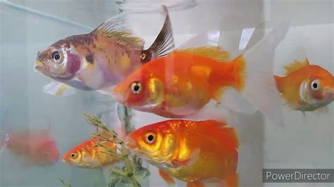 Can a single goldfish lay eggs?