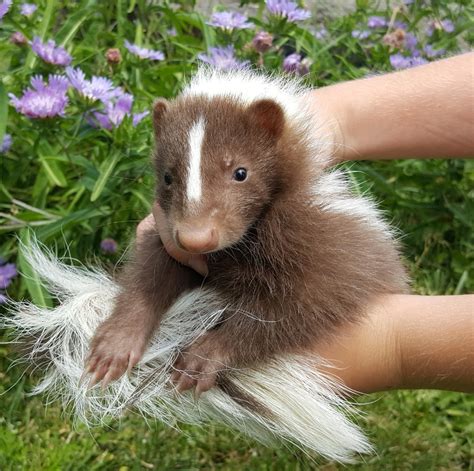 Can a skunk be a pet?