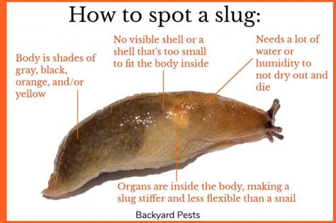 Can a snail become a slug?