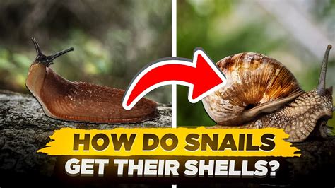 Can a snail live if you crush its shell?