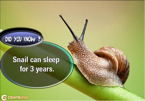 Can a snail sleep for 3 hours?