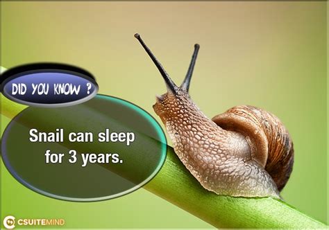 Can a snail sleep up to 3 years?
