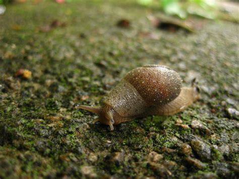 Can a snail survive if I step on it?