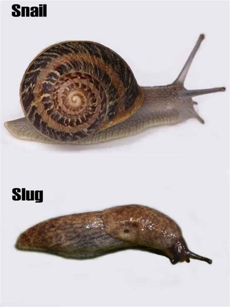 Can a snail survive without its shell?