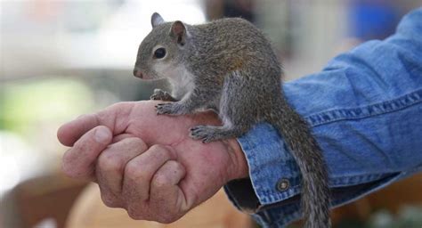 Can a squirrel be a pet?