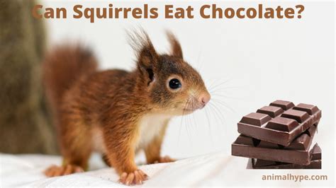 Can a squirrel eat chocolate?