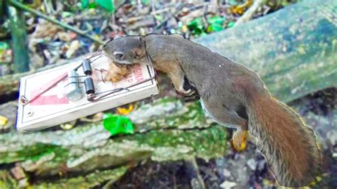 Can a squirrel get caught in a mouse trap?