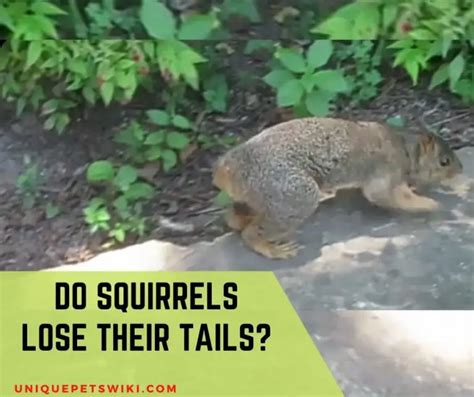 Can a squirrel grow its tail back?
