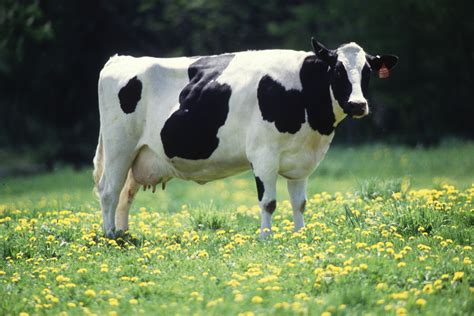 Can a steer be female?