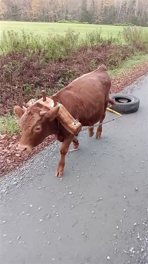 Can a steer become an ox?