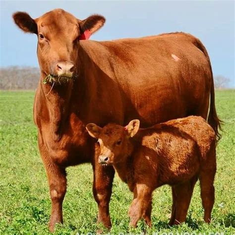 Can a steer have a calf?