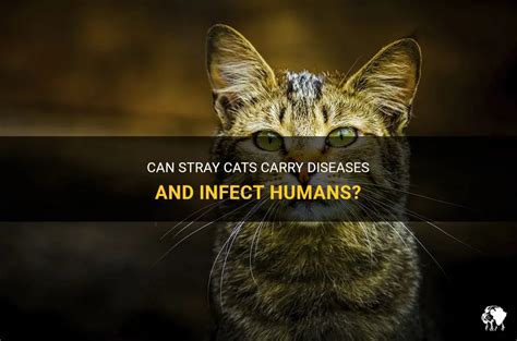 Can a stray cat infect me?