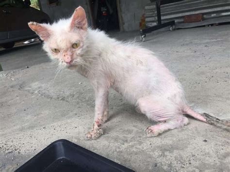 Can a stray cat make me sick?