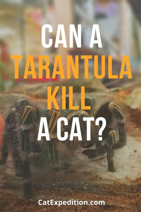 Can a tarantula hurt a cat?