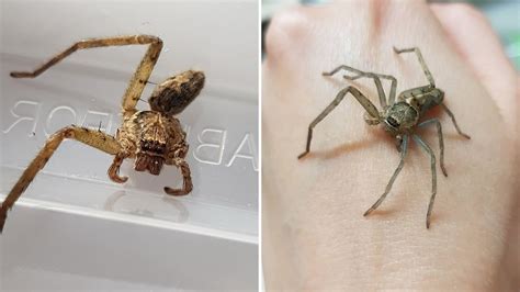 Can a tarantula regrow a leg?