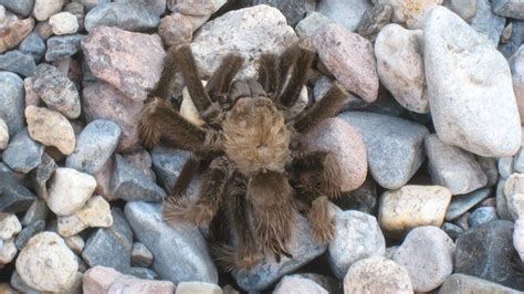 Can a tarantula survive losing a leg?