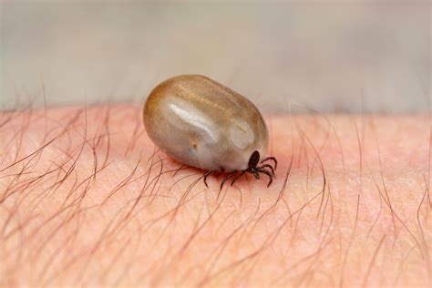Can a tick be white?