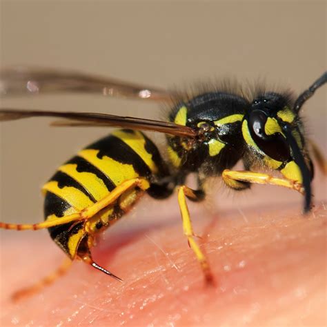 Can a wasp bite you?