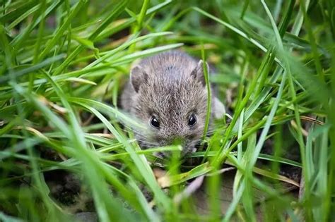 Can a wild mouse become a pet?