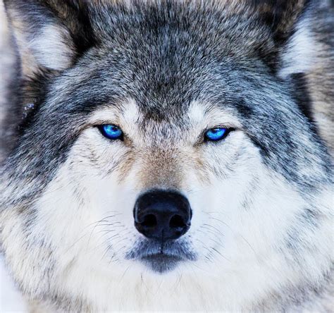 Can a wolf have blue eyes?