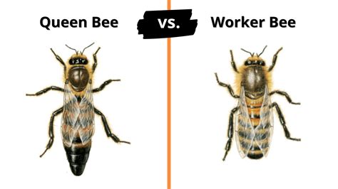 Can a worker bee turn into a queen?