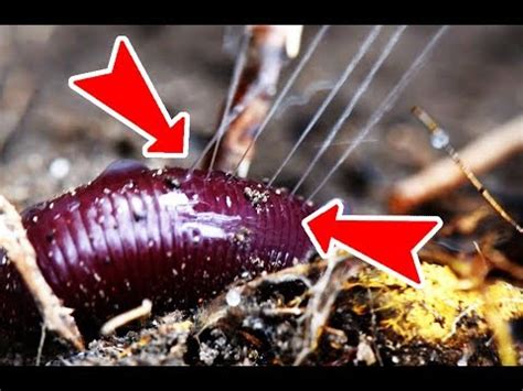 Can a worm defend itself?