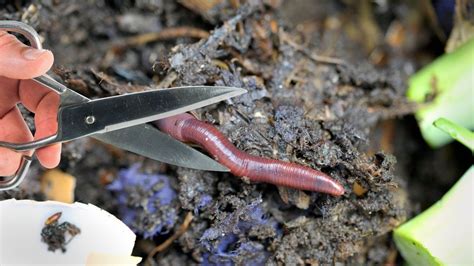 Can a worm survive if you cut it in half?