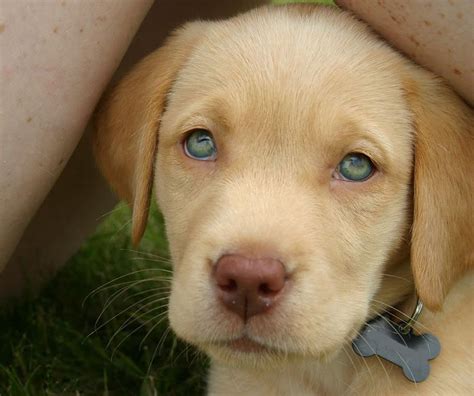 Can a yellow Lab have blue eyes?