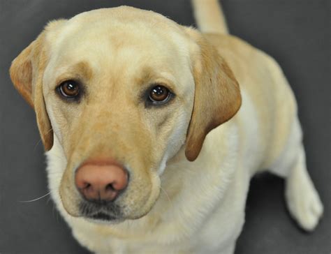 Can a yellow lab have hazel eyes?