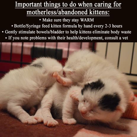 Can abandoned newborn kittens survive?