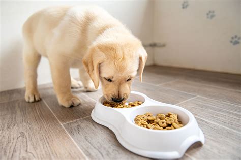 Can adults eat puppy food?