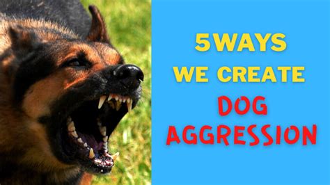 Can aggression be trained out of a dog?