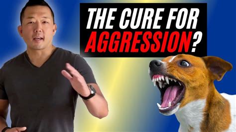 Can aggressive dog be cured?