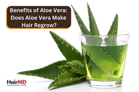 Can aloe vera regrow hair?