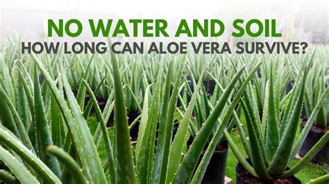 Can aloe vera survive in heat?