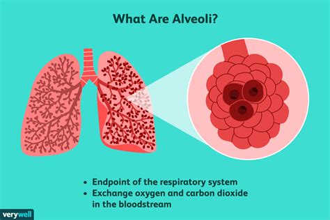 Can alveoli regenerate?