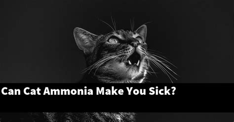 Can ammonia smell make you sick?