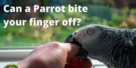 Can an Amazon parrot break a finger?