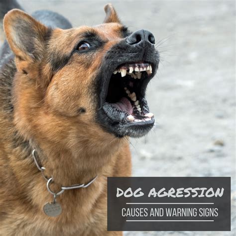 Can an aggressive dog ever be trusted?