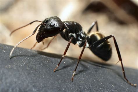 Can an ant suffer?
