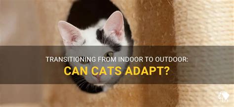 Can an indoor cat become an outdoor cat?