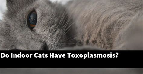 Can an indoor cat get toxoplasmosis?