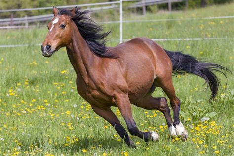 Can an old horse gallop?